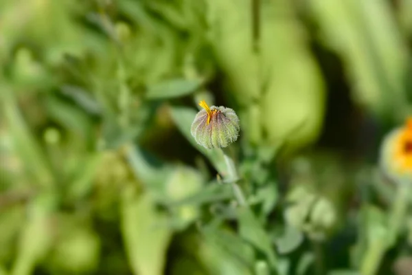 Garden Marigold Orange Porcupine Flower Bud Λατινική Ονομασία Calendula Officinalis — Φωτογραφία Αρχείου