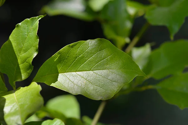 Liście Magnolii Kobus Łacińska Nazwa Magnolia Kobus — Zdjęcie stockowe