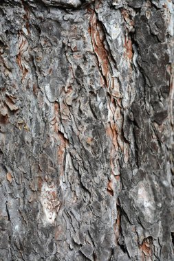 Siyah çam kabuğu detayı - Latince adı - Pinus nigra