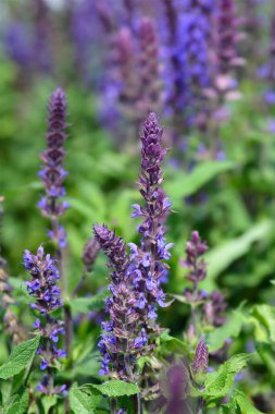 Sage Andora Blue - Latince adı - Salvia x superba Andora Blue