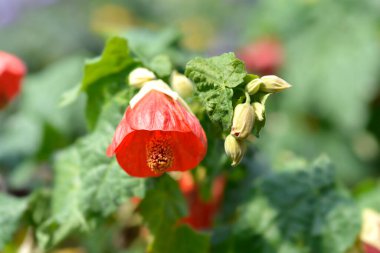 Çin feneri kırmızı çiçekler - Latince adı - Abutilon melezleri