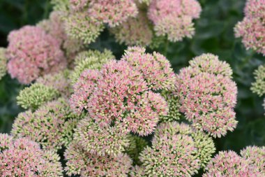 Stonecrop Herbstfreude (Sonbahar neşesi) çiçeği - Latince adı - Hylotelephium spectabile Herbstfreude (Sedum spectabile Herbstfreude)