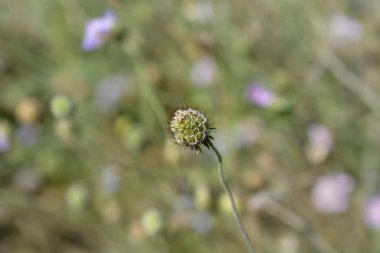 Güvercin huysuz - Latince adı - Scabiosa columbaria