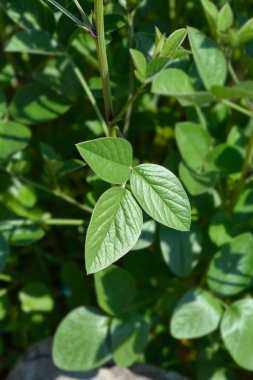Bitumen folyo yaprakları - Latince adı - Bituminaria bituminosa