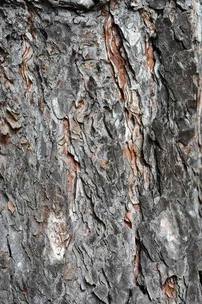 Černá Borovicová Kůra Detail Latinské Jméno Pinus Nigra — Stock fotografie
