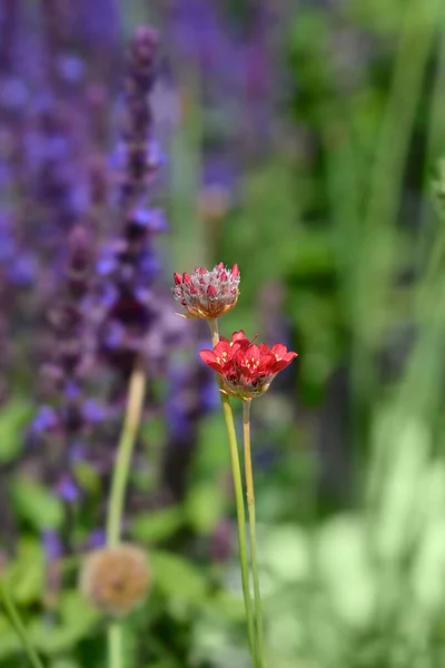 Grande Épargne Ballerine Fleurs Rouges Nom Latin Armeria Pseudarmeria Ballerine — Photo