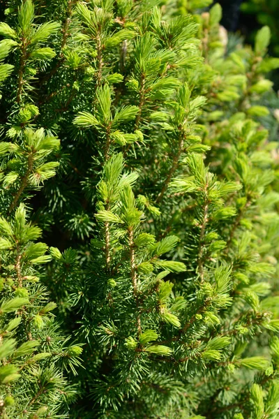 Alberta Spruce Conica Perfecta Латинська Назва Picea Glauca Conica Perfecta — стокове фото