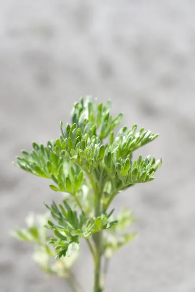 Common Wormwood Leaves Latin Name Artemisia Absinthium — Stock Photo, Image