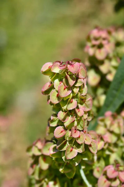 Patience Dock Latin Name Rumex Patientia — стокове фото