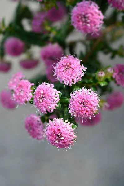 Rózsás Rizs Virágok Latin Név Pimelea Ferruginea — Stock Fotó