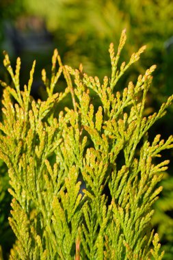 Batı Kırmızı Sedir 4Ever Altın - Latince adı Thuja plicata 4Ever Goldy