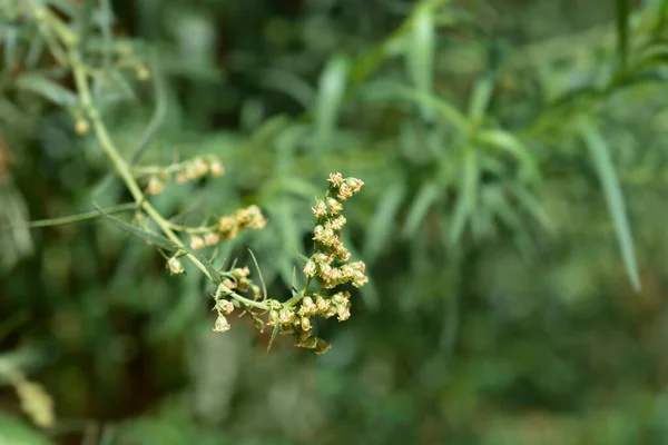 Tarragon Małe Kwiaty Łacińska Nazwa Artemisia Dracunculus — Zdjęcie stockowe