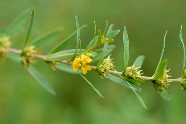 Bokros Sárgafejű Virággal Maggal Latin Név Heimia Salicifolia — Stock Fotó
