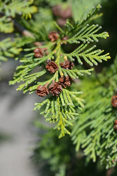 Alumi False Cypress Branch Cones Latin Name Chamaecyparis Lawsoniana Alumii — Stock Photo, Image