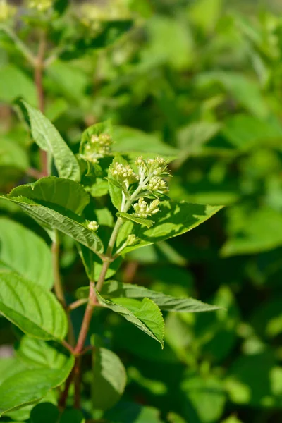 Panícula Hortênsia Pequenos Botões Flor Limão Nome Latino Hortênsia Paniculata — Fotografia de Stock