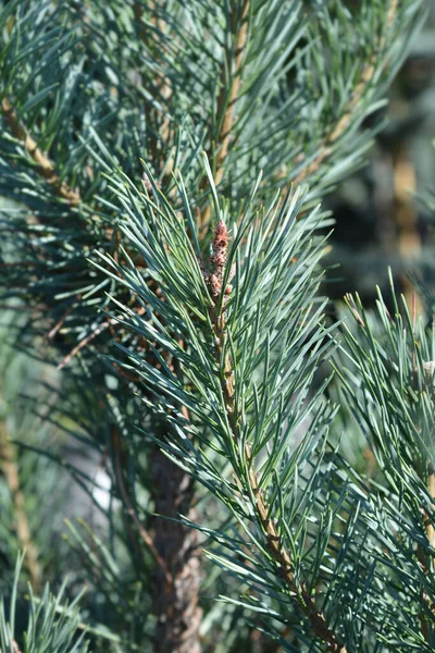 Zweige Der Waldkiefer Glauca Lateinischer Name Pinus Sylvestris Glauca — Stockfoto