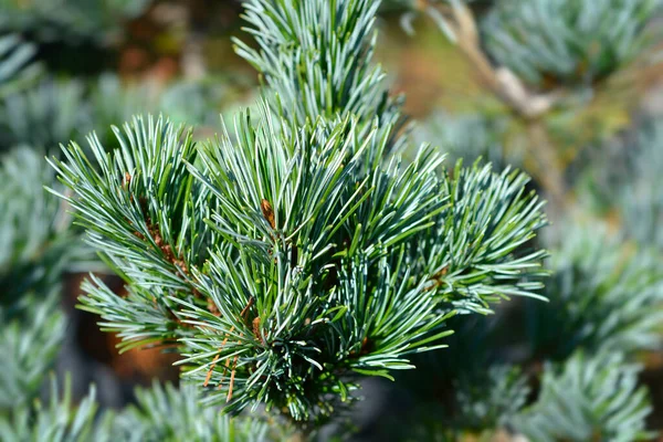 Японская Сосна Голубой Иглой Латинское Название Pinus Parviflora Glauca — стоковое фото