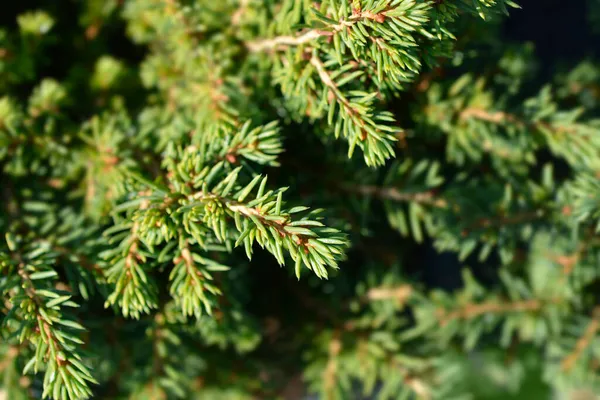 Kis Norvég Lucfenyő Latin Név Picea Abies Little Gem — Stock Fotó