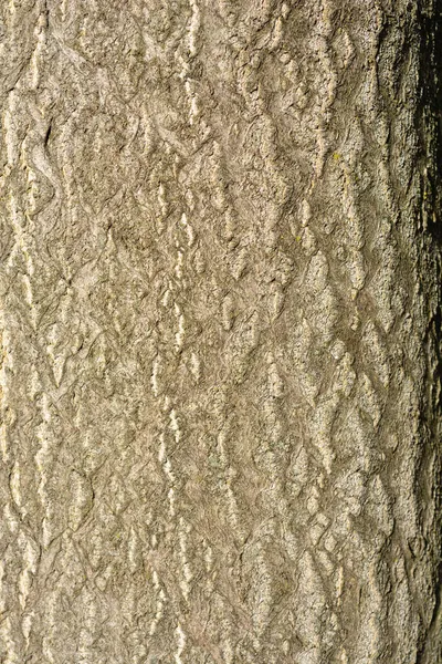 Cennet Ağacı Ağaç Kabuğu Detayı Latince Adı Ailanthus Altissima — Stok fotoğraf