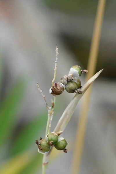 Powdery Alligator Flag Seeds Lateinischer Name Thalia Dealbata — Stockfoto