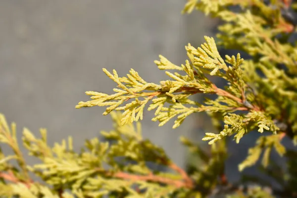 Sürünen Kireç Parlatıcısı Latince Adı Juniperus Yatay Kireç Parlatıcısı — Stok fotoğraf