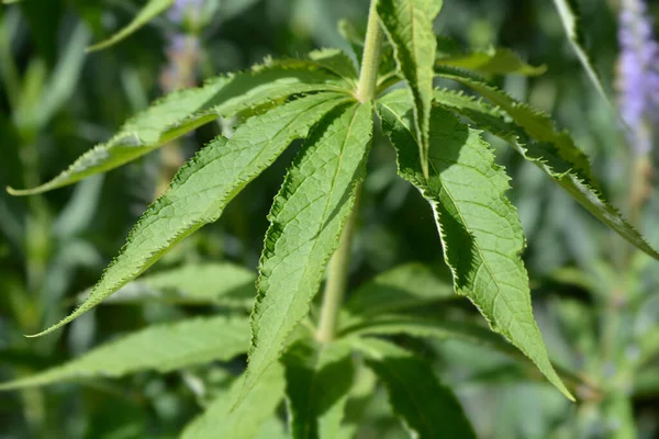 Endemic Veronicastrum Sakhalin Island Russia Leaves Latin Name Veronicastrum Sachalinense — Stock Photo, Image