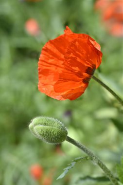 Doğulu gelincik çiçekleri - Latince adı - Papaver orientale