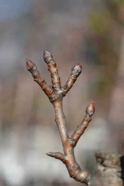 Árvore Pêra Ramo Etrusca Com Broto Nome Latino Pyrus Communis — Fotografia de Stock