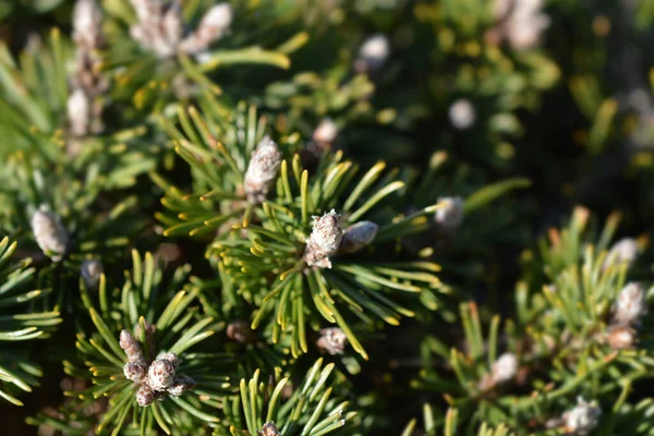 Pino Montaña Enano Humpy Nombre Latino Pinus Mugo Humpy — Foto de Stock