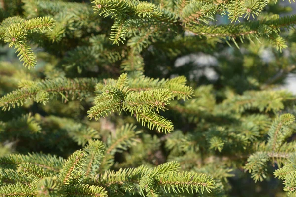 Colorado Blue Smrk Latinský Název Picea Pungens — Stock fotografie