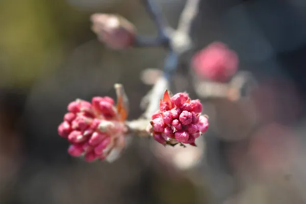 Arrowwood Charles Lamont Květinové Pupeny Latinský Název Viburnum Bodnantense Charles — Stock fotografie