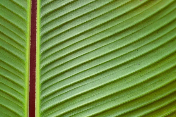 Ethiopian Black Banana Leaf Details Latin Name Ensete Ventricosum Maurelii — стокове фото
