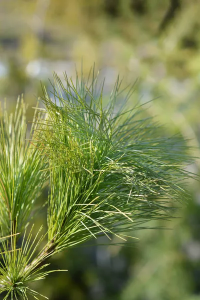 Pino Del Himalaya Nombre Latino Pinus Wallichiana — Foto de Stock