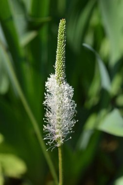 Ribwort Plantain çiçeği - Latince adı - bitkisel lanceolata