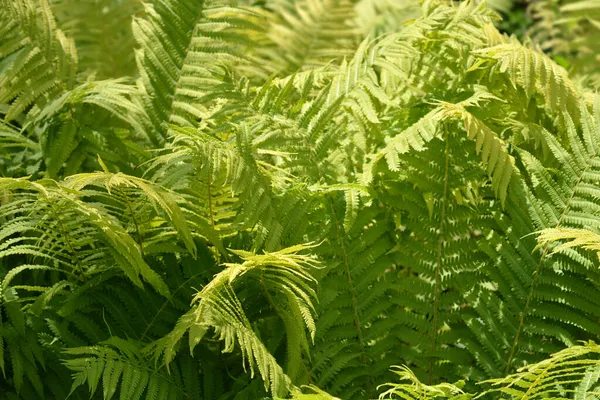 Devekuşu Yaprakları Latince Adı Matteuccia Struthiopteris — Stok fotoğraf