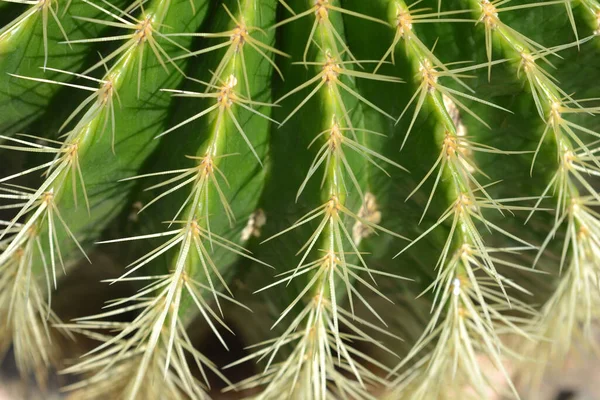 Gouden Loop Cactus Detail Latijnse Naam Kroenleinia Grusonii — Stockfoto