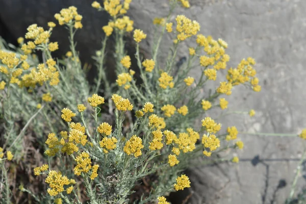 Fiori Gialli Eterni Italiani Nome Latino Helichrysum Italicum — Foto Stock