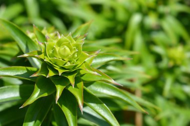 Henrys Lily Latince adı Lilium Henryi 'den ayrılıyor.