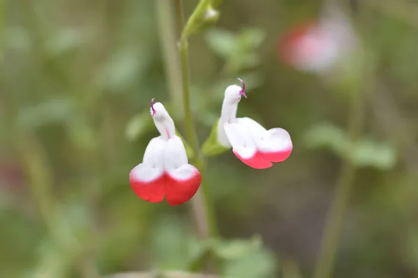 Детский Шалфей Горячие Губы Цветы Латинское Название Salvia Microphylla Горячие — стоковое фото