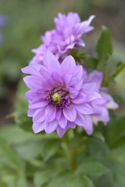 Flores Dahlia Blue Boy Nombre Latino Dahlia Blue Boy — Foto de Stock