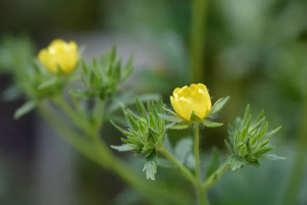 Tall Cinquefoil Yellow Flower Latin Name Potentilla Recta — Stock Photo, Image