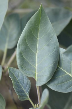 İnka dikenli elma yaprakları - Latince adı - Datura inoxia inka