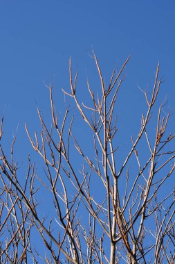 Cennetin ağacı mavi gökyüzüne karşı çıplak dallar - Latince adı - Ailanthus altissima