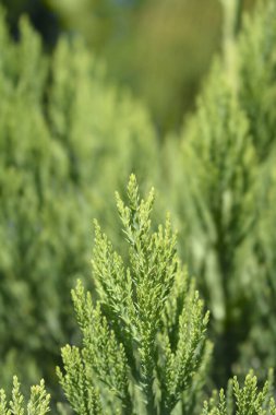 Dev sekoya dalı - Latince adı - Sequoiadendron giganteum
