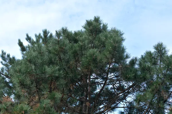 Чёрные Сосновые Ветви Латинское Название Pinus Nigra — стоковое фото