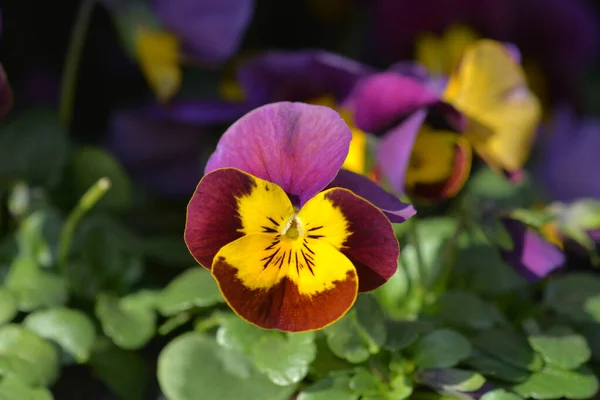 Pansy Flower Latin Name Viola Wittrockiana — стоковое фото