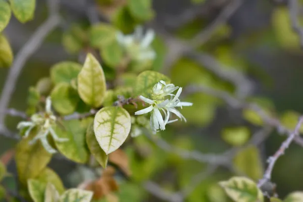 Fiore Frangia Cinese Foglia Verde Fioritura Bianca Nome Latino Loropetalum — Foto Stock