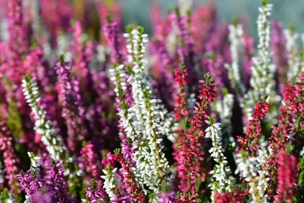 Flores Brezo Comunes Nombre Latino Calluna Vulgaris — Foto de Stock