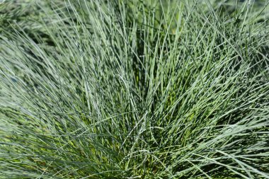 Mavi fescue Yoğun Mavi yapraklar - Latince adı - Festuca glauca Yoğun Mavi
