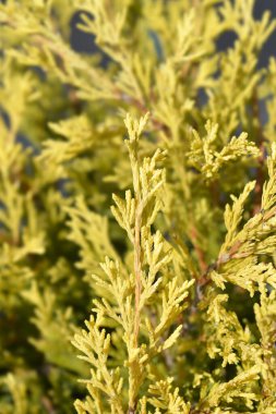 Sürünen kireç parlatıcısı - Latince adı - Juniperus yatay kireç parlatıcısı